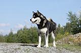 ALASKAN MALAMUTE 401